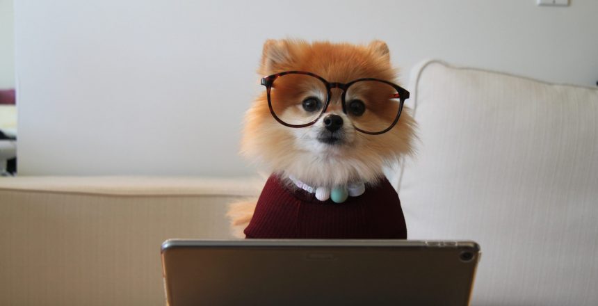 cookie-the-pom-siNDDi9RpVY-unsplash