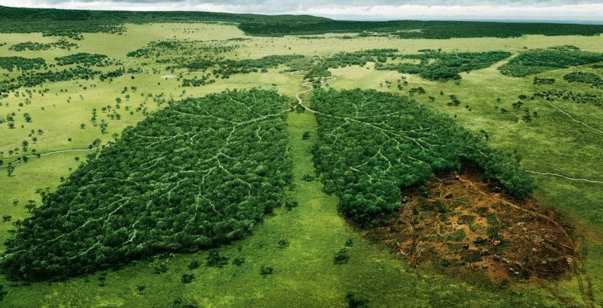 e7e4b346d3_134696_deforestation-c-wwf